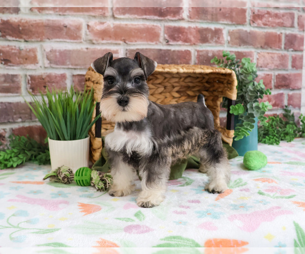 Medium Photo #8 Schnauzer (Miniature) Puppy For Sale in SYRACUSE, IN, USA
