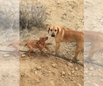 Small Photo #117 Rhodesian Ridgeback Puppy For Sale in MORONGO VALLEY, CA, USA