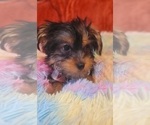 Small Photo #60 Yorkshire Terrier Puppy For Sale in AKRON, OH, USA