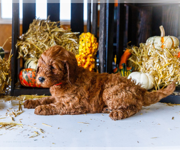 Medium Photo #3 Goldendoodle-Poodle (Miniature) Mix Puppy For Sale in WAKARUSA, IN, USA
