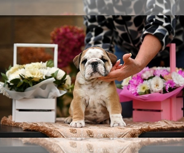 Medium Photo #8 English Bulldog Puppy For Sale in Balakliya, Kharkiv, Ukraine