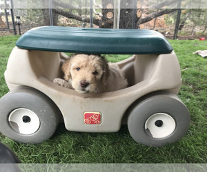 Goldendoodle Litter for sale in SHOW LOW, AZ, USA