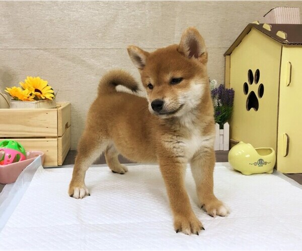 View Ad Shiba Inu Puppy For Sale Near Washington Seattle