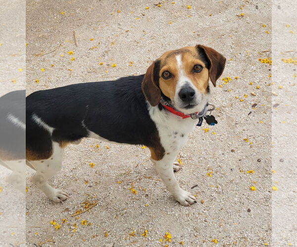 Medium Photo #5 Beagle Puppy For Sale in Las Vegas, NV, USA