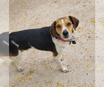 Small #4 Beagle