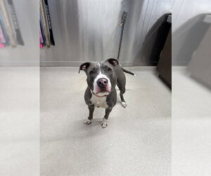 Mutt Dogs for adoption in Fairbanks, AK, USA