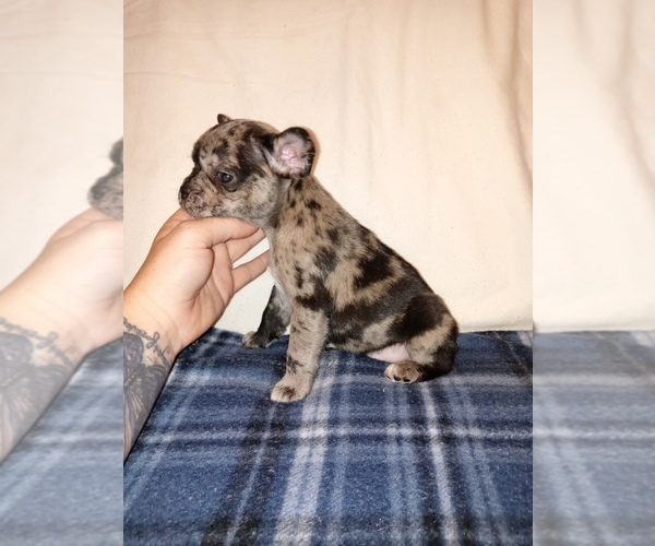 Medium Photo #2 French Bulldog Puppy For Sale in LAMAR, MS, USA