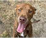Small #2 Mountain Cur Mix