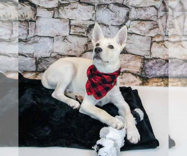 Medium Photo #4 Huskies -Unknown Mix Puppy For Sale in Kennesaw, GA, USA