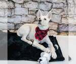 Small #3 Huskies  Mix