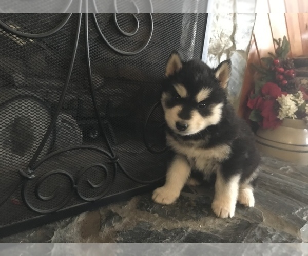 Medium Photo #4 Siberian Husky Puppy For Sale in MURPHY, NC, USA