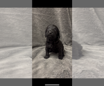 Small #3 Labradoodle