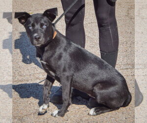 Amy Leigh - Female Border Collie-Siberian Husky Mix Dog for Adoption - Photo #2