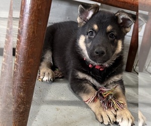German Shepherd Dog Puppy for Sale in BRIGHTON, Colorado USA