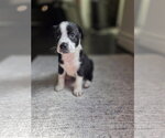Small Photo #5 Labrador Retriever-Unknown Mix Puppy For Sale in The Woodlands, TX, USA
