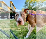 Small #1 American Pit Bull Terrier Mix