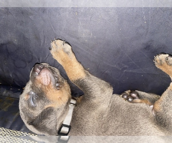 Medium Photo #3 Doberman Pinscher Puppy For Sale in GOOSE CREEK, SC, USA