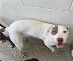 Small #1 American Pit Bull Terrier Mix