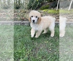 Small Photo #17 Goldendoodle Puppy For Sale in KEIZER, OR, USA