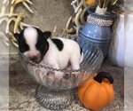 Small #5 Chihuahua