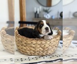 Small #2 Basset Hound