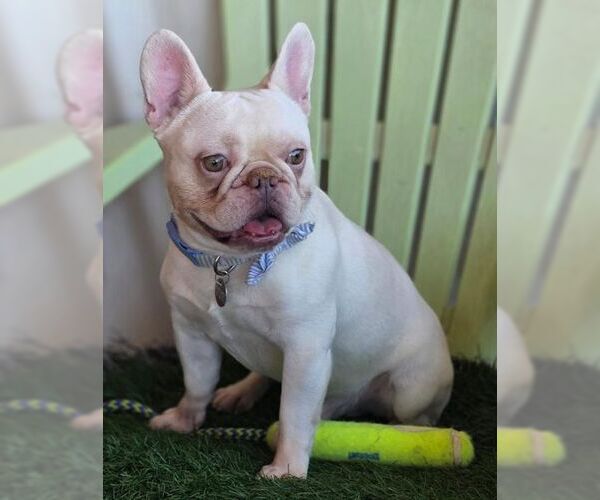 Medium Photo #5 French Bulldog Puppy For Sale in Tustin, CA, USA