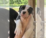 Small #1 American Bulldog