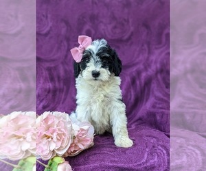 Miniature Bernedoodle-Poodle (Miniature) Mix Puppy for sale in OXFORD, PA, USA