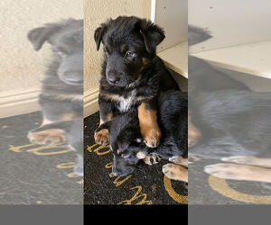 German Shepherd Dog Puppy for sale in LAS VEGAS, NV, USA