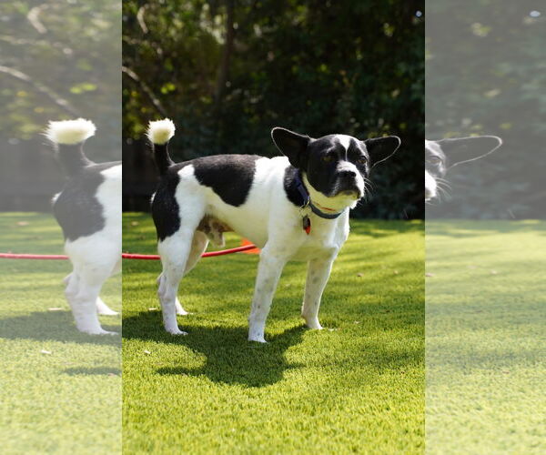 Medium Photo #7 Boston Terrier-Unknown Mix Puppy For Sale in Huntington Beach, CA, USA