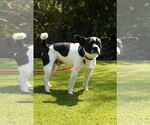 Small #6 Boston Terrier Mix