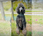 Small Poodle (Standard)