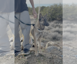 Reign fka Sandra - located in CO - Female German Shepherd Dog-Unknown Mix Dog for Adoption - Photo #3
