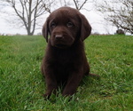 Puppy Conway Labrador Retriever