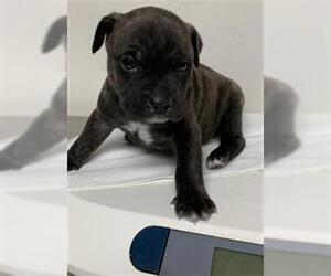 Mutt Dogs for adoption in Bakersfield, CA, USA