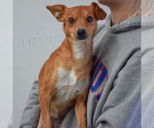 Medium Photo #3 Chipin Puppy For Sale in Huntley, IL, USA