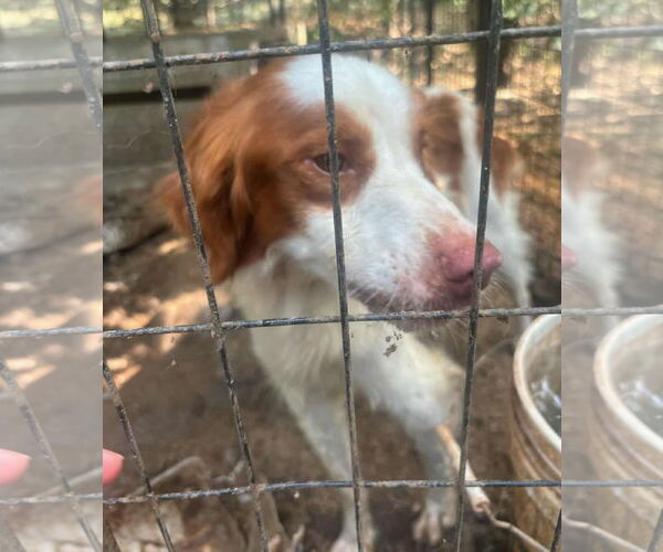 Medium Photo #5 Brittany Puppy For Sale in Curwensville, PA, USA