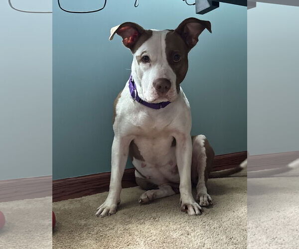 Medium Photo #4 American Pit Bull Terrier-Unknown Mix Puppy For Sale in Oakhurst, NJ, USA