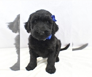 Whoodle Puppy for sale in LOWELL, MA, USA