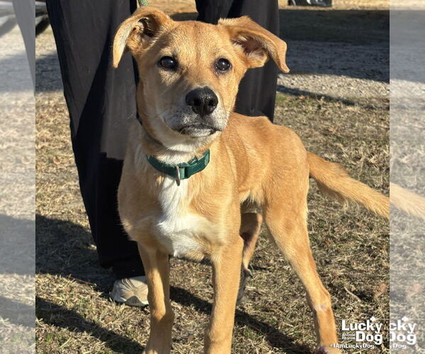 Medium Photo #5 Collie-Retriever  Mix Puppy For Sale in Washington, DC, USA