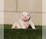 STORMY - Female English Bulldog Puppy for Sale - Small photo