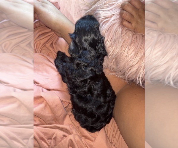 Medium Photo #6 Cavapoo Puppy For Sale in MARIANNA, FL, USA