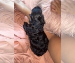 Small #5 Cavapoo