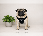 Small Pug