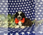 Small Photo #1 Shih-Poo Puppy For Sale in GORDONVILLE, PA, USA