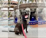 Small Photo #12 American Staffordshire Terrier-Labrador Retriever Mix Puppy For Sale in Lake Forest, CA, USA