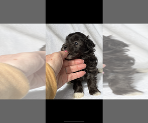 Maltipoo Puppy for sale in NILES, MI, USA