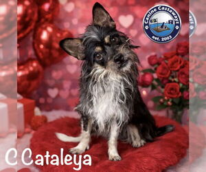 Cataleya - Female Toxirn Dog for Adoption - Photo #3