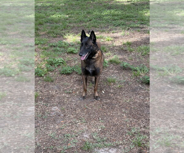 Medium Photo #16 Mutt Puppy For Sale in Imlay City, MI, USA