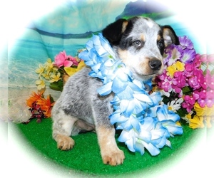 Texas Heeler Puppy for sale in HAMMOND, IN, USA
